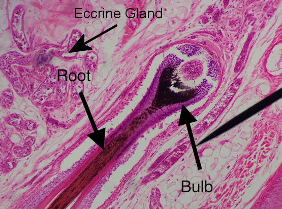 Eccrine Sweat Gland