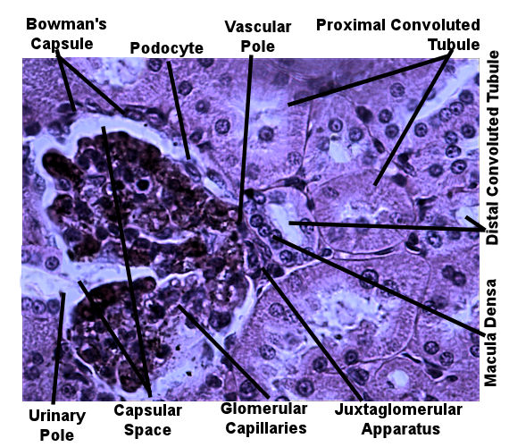 Labeled image from labbook