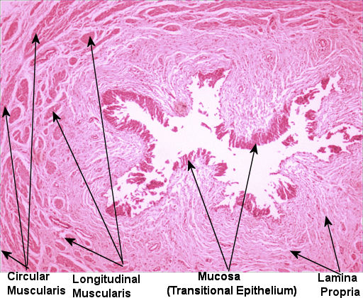 Labeled image from labbook