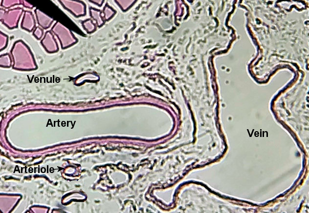 Blood Vessel Histology