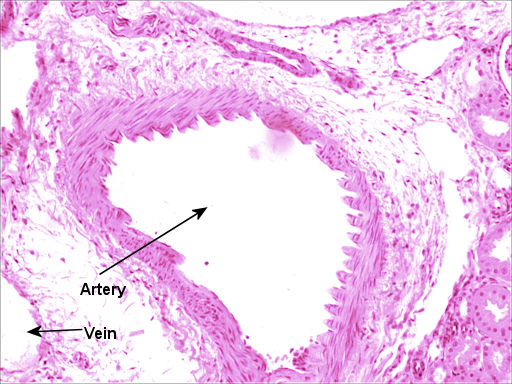 Blood Vessel Histology