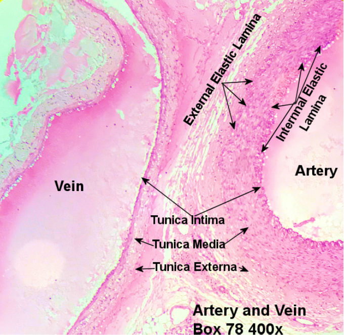 Labeled image from labbook