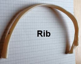 rib