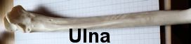 ulna