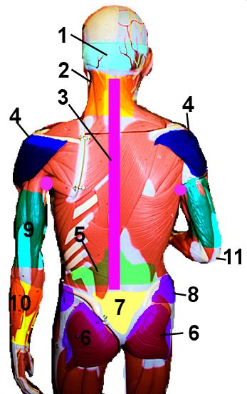 Posterior region