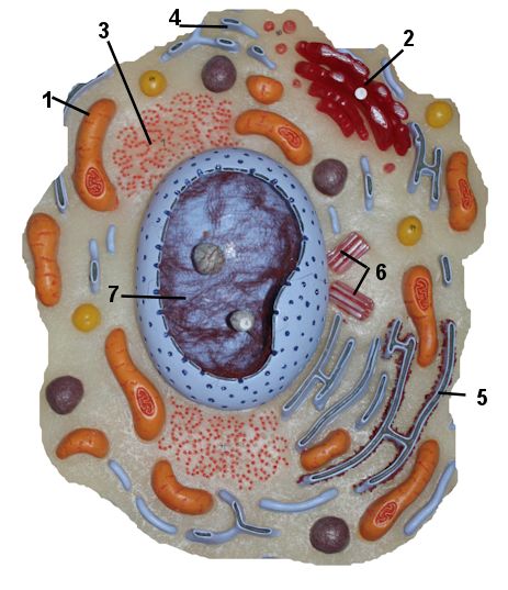 Cell model