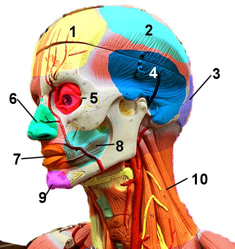 Cephalic region