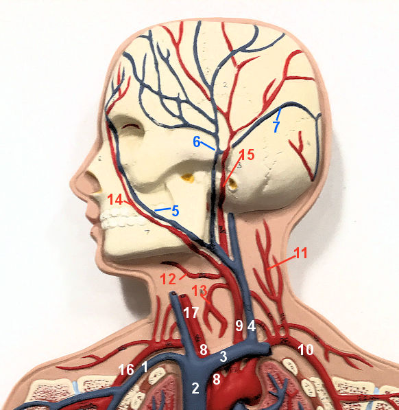 Head and Neck