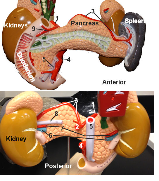 Pancreas