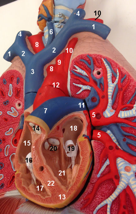 Thoracic cavity