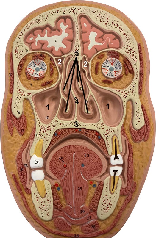 Frontal section of the head 