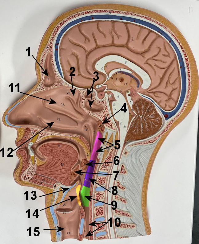 intestines