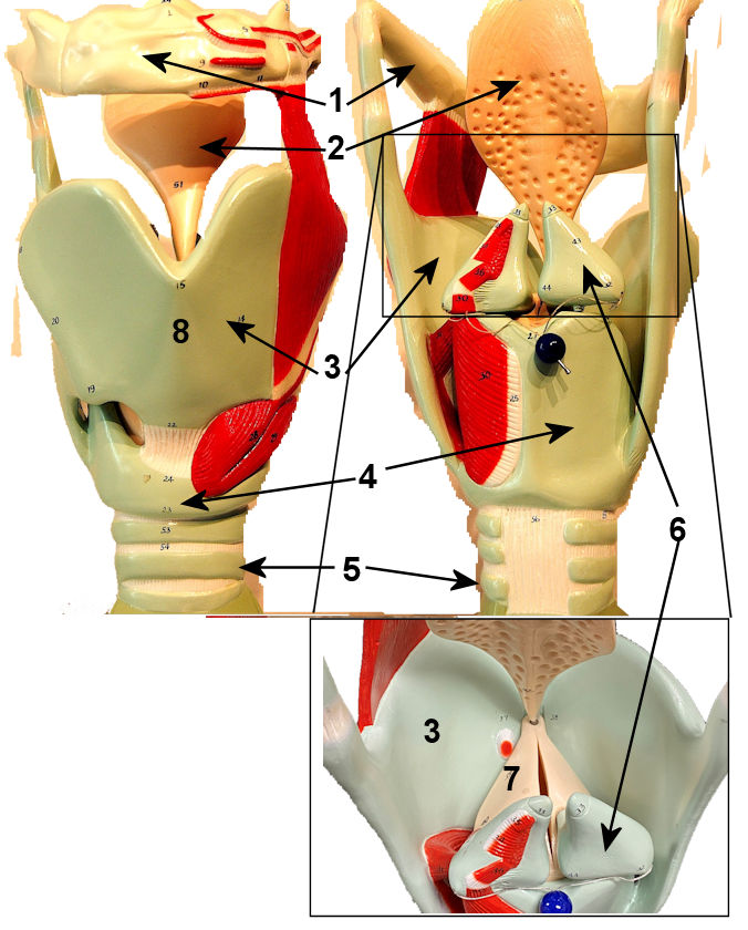 larynx