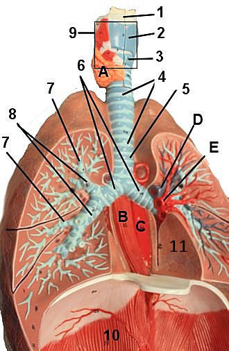 internal lung