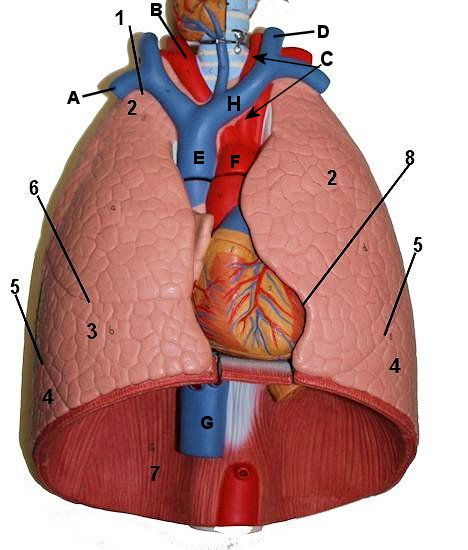 Lung Model