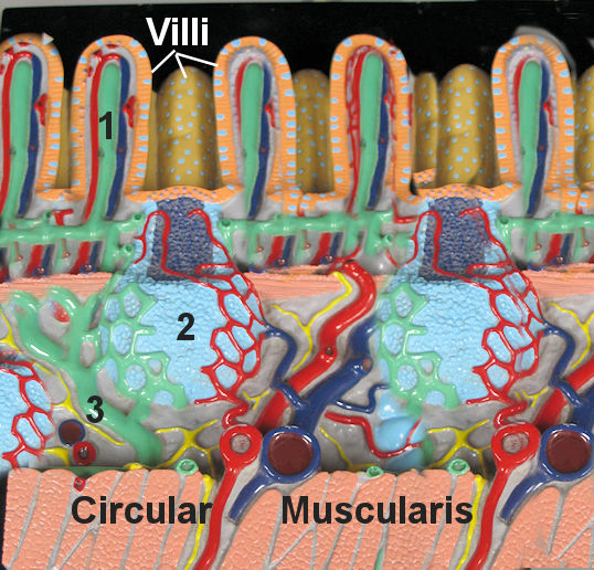 intestine model