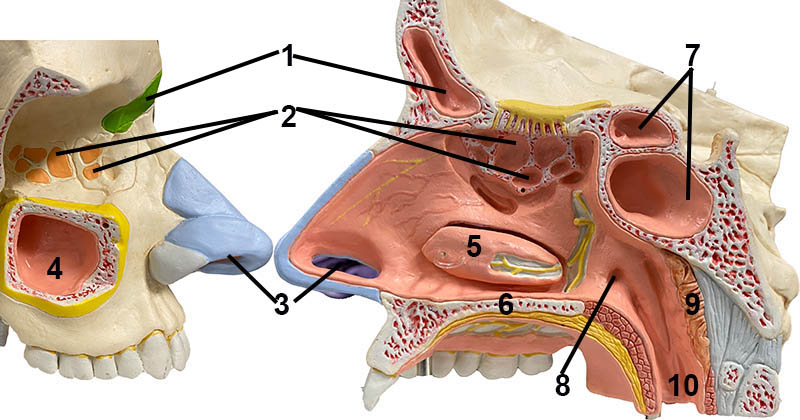 Model of the Sinuses