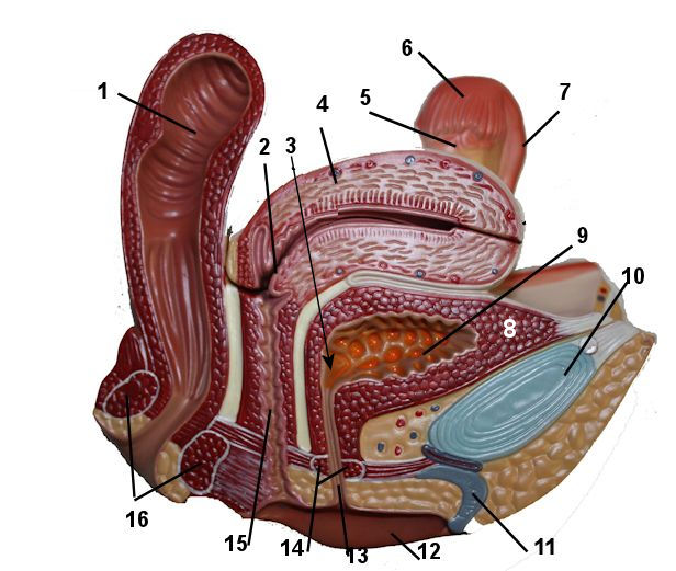 feMale reproductive System