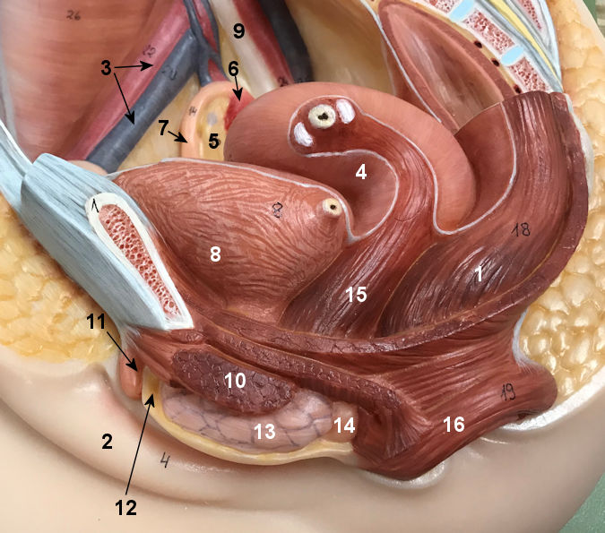 feMale reproductive System