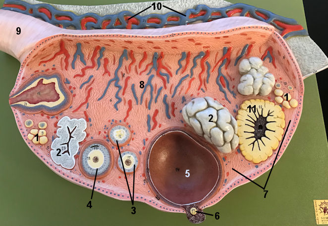 ovary