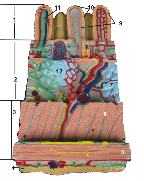 Small intestine