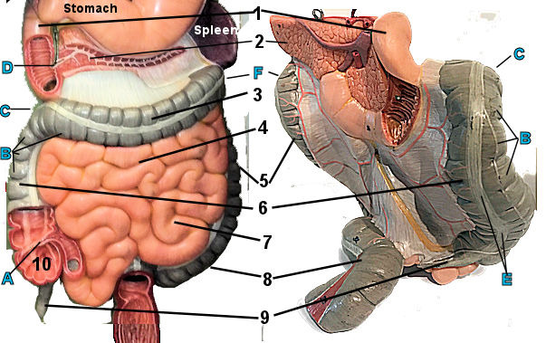 intestines