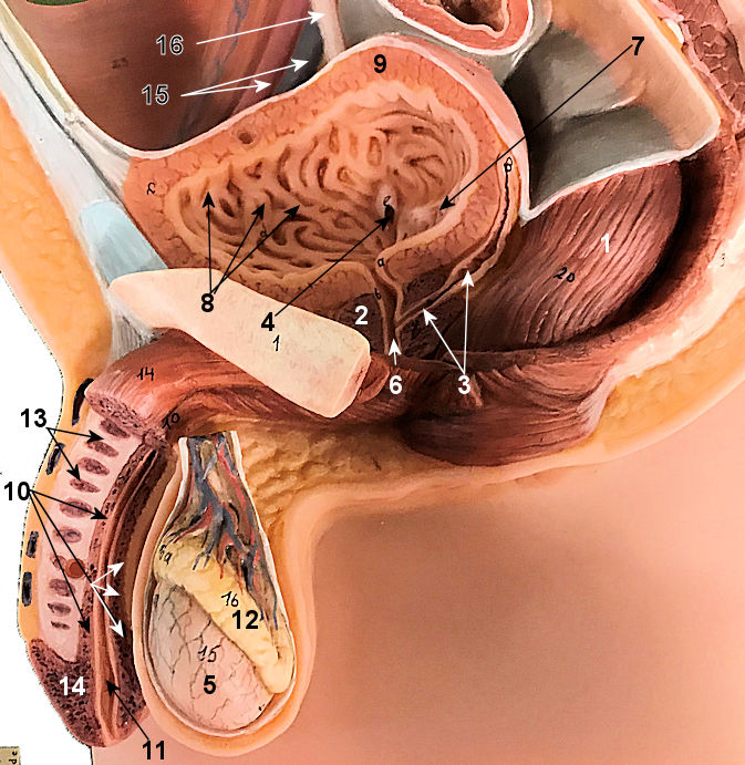 Male reproductive System