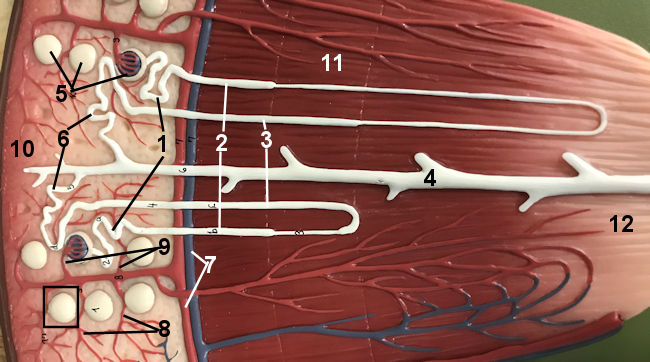 nephron