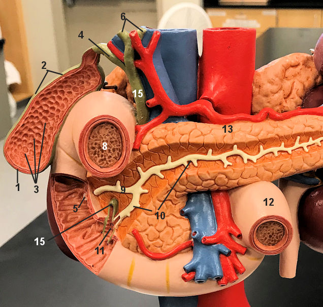 pancreas