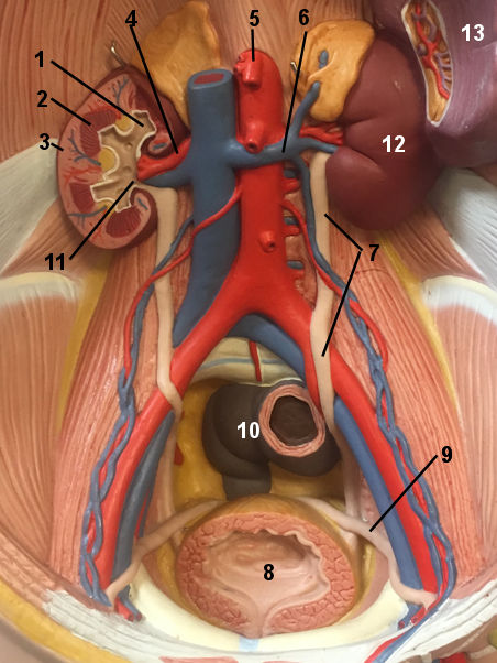 Occupied uterus