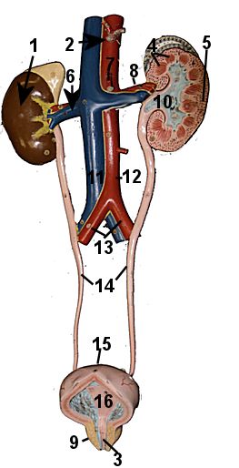 Urinary System