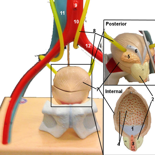 urinary bladder