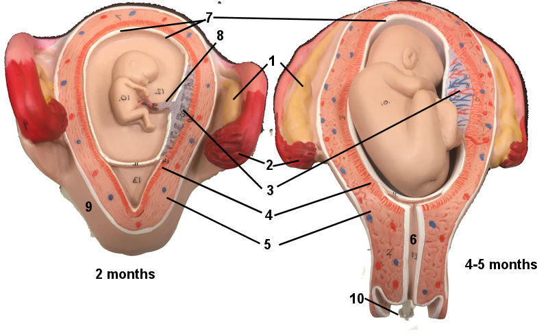 Occupied uterus