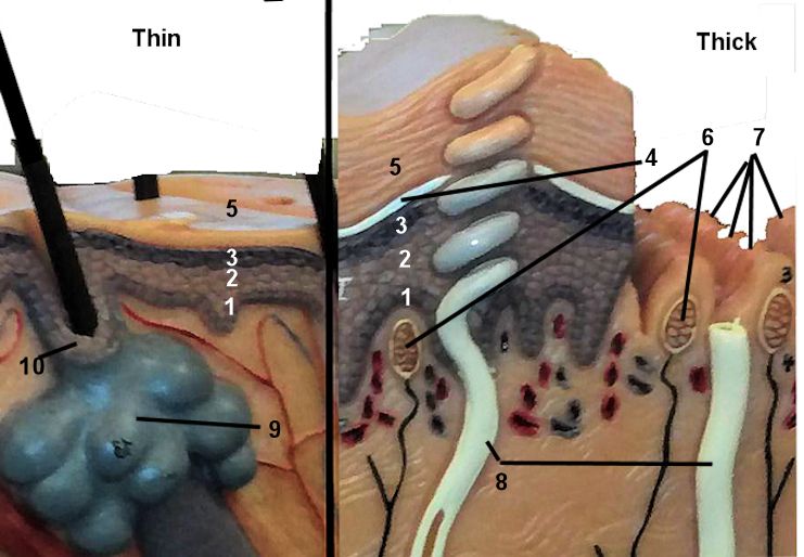 epidermis