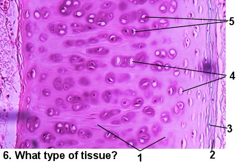 Hyaline Cartilage