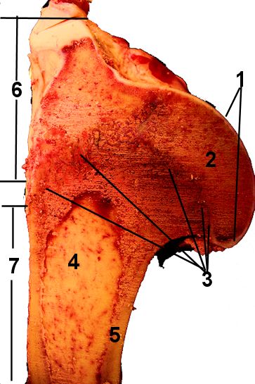 Cow Longbone 