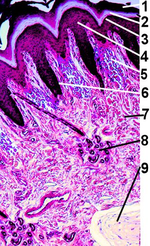 Thick Skin Histology