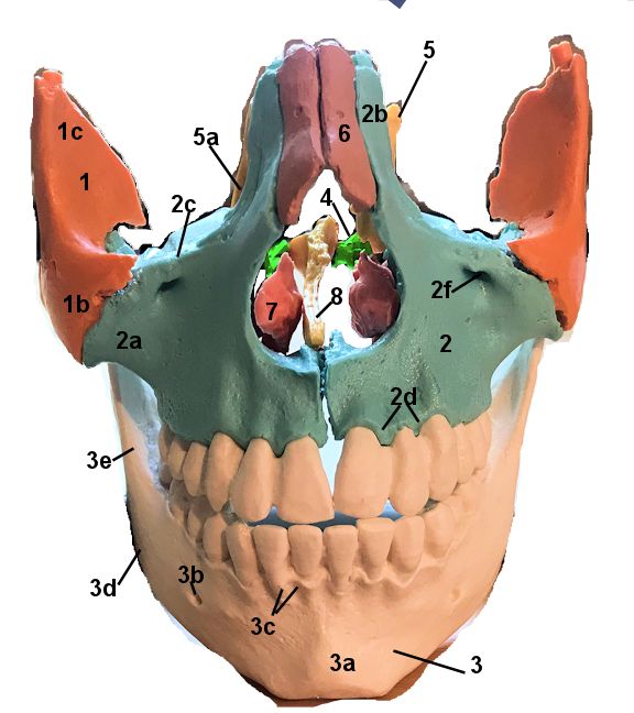 Anterior view of facial bone landmarks