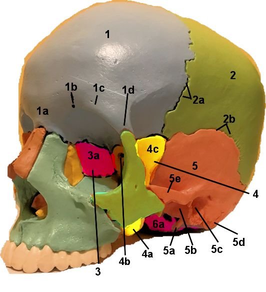 Lateral view of cranial landmarks