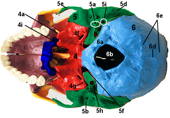 inferior cranial bones with bones numbered