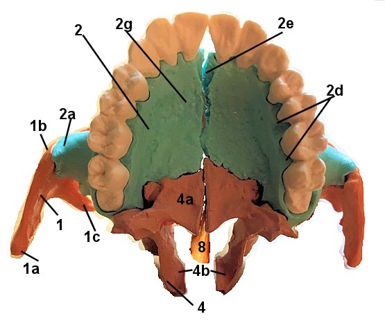 Anterior view of facial bone landmarks