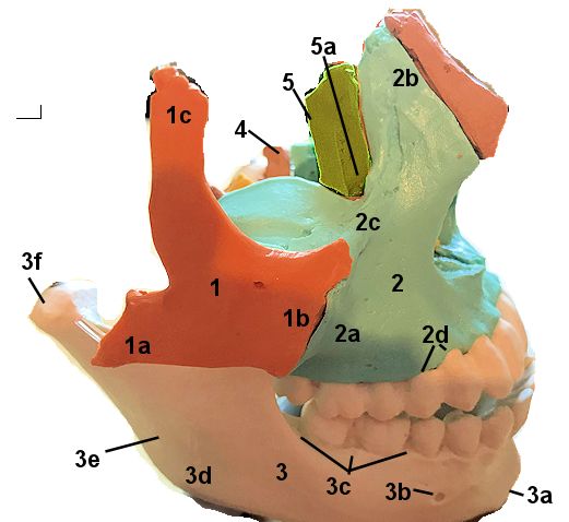 Lateral view of facial bone landmarks