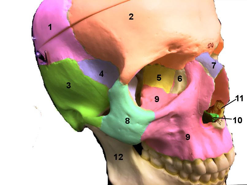 Skull model with bones numbered