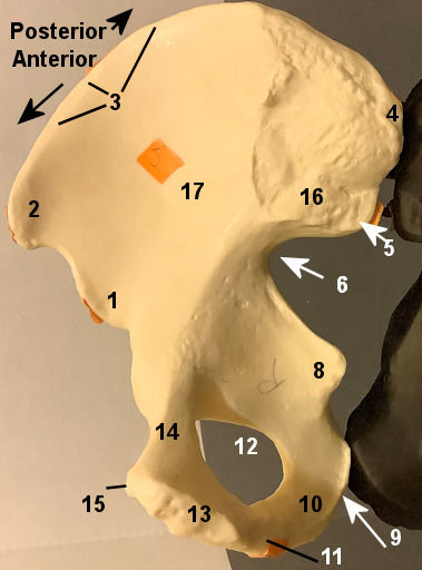 Medial Hop Model