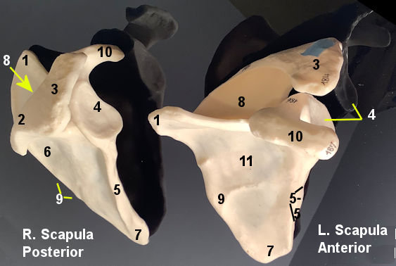 scapula Model