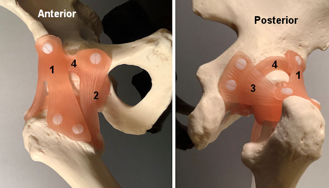 Hip joint