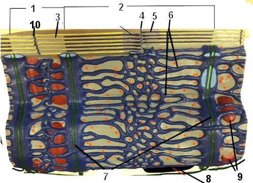 Skeletal Muscle cell