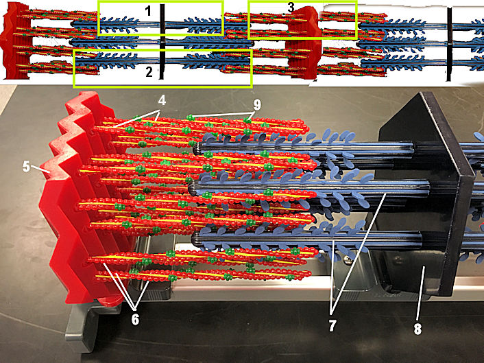 Sarcomere Model