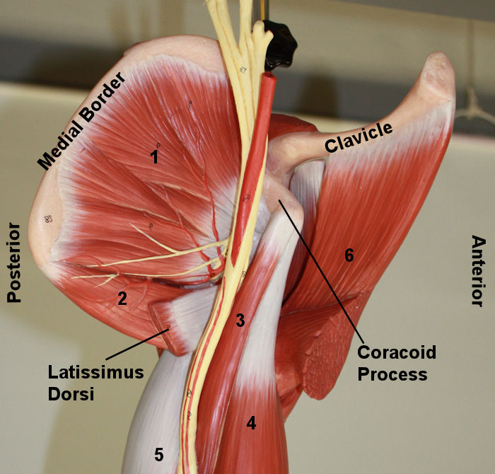 A picture showing muscles of the anterior shoulder 