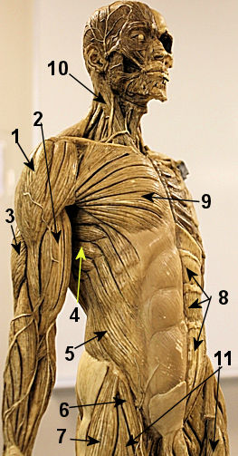 Deep Anterior Muscles